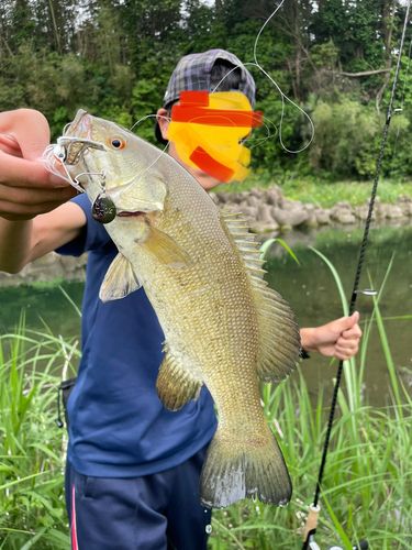 スモールマウスバスの釣果
