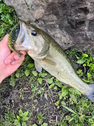 ラージマウスバスの釣果