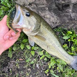 ラージマウスバス