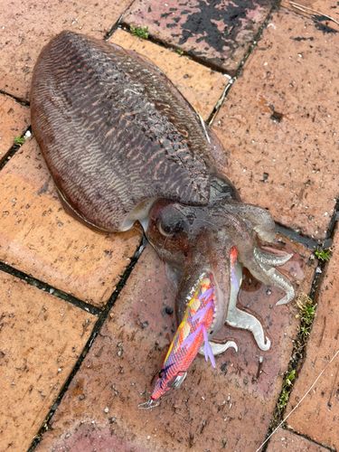 コウイカの釣果