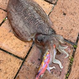 コウイカ