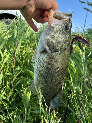 ブラックバスの釣果
