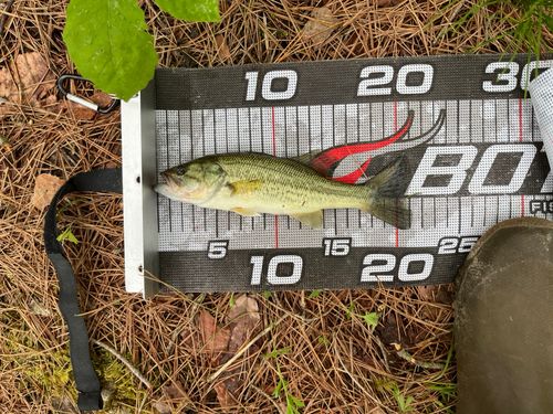ブラックバスの釣果