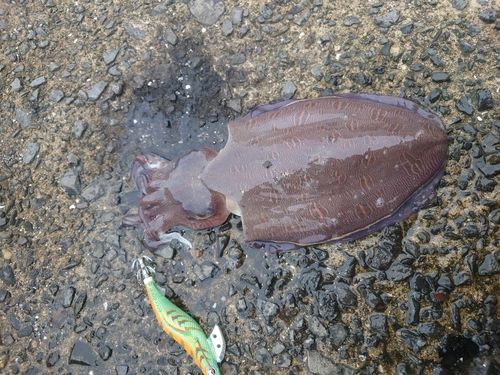 コウイカの釣果