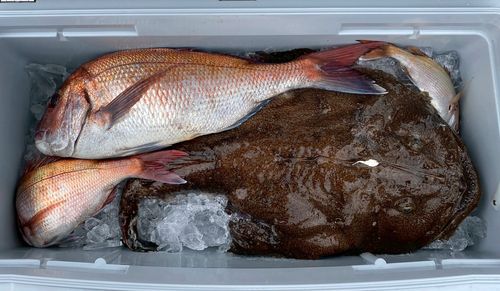 マダイの釣果