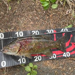 スモールマウスバス