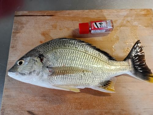 キビレの釣果