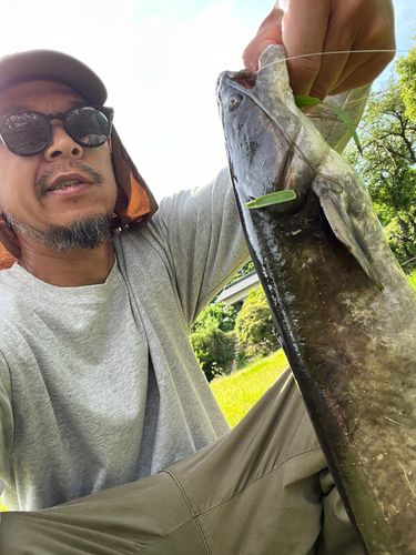 ナマズの釣果