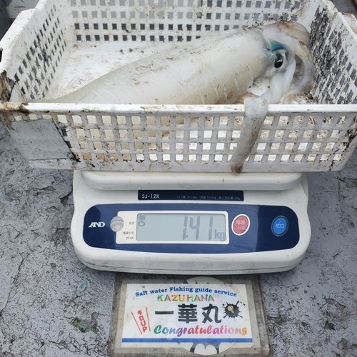 アオリイカの釣果