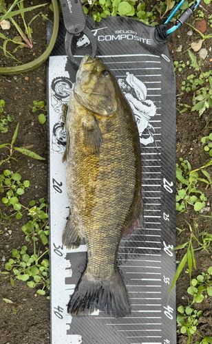 スモールマウスバスの釣果