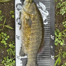 スモールマウスバス