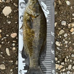 スモールマウスバス