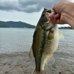 ラージマウスバス