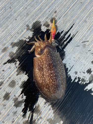 コウイカの釣果