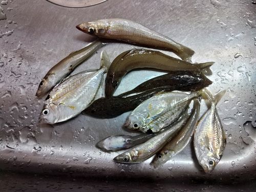 キスの釣果