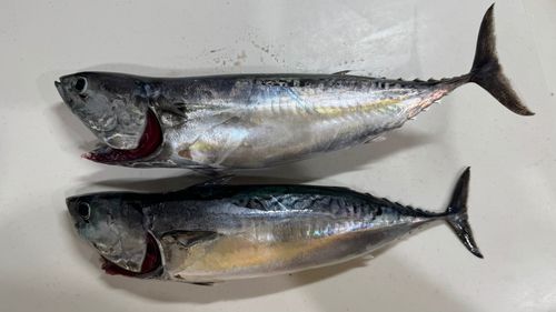 マルソウダの釣果