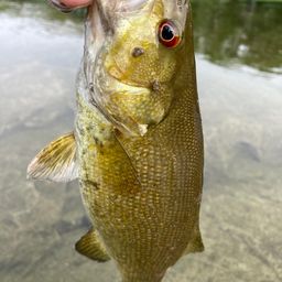 スモールマウスバス