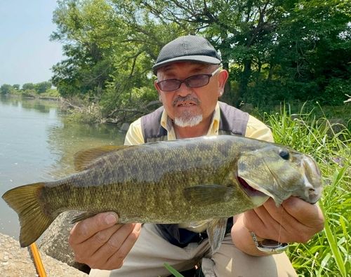 スモールマウスバスの釣果