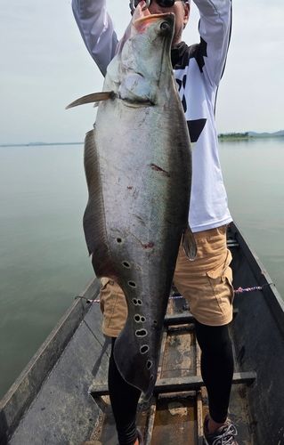 アロワナの釣果