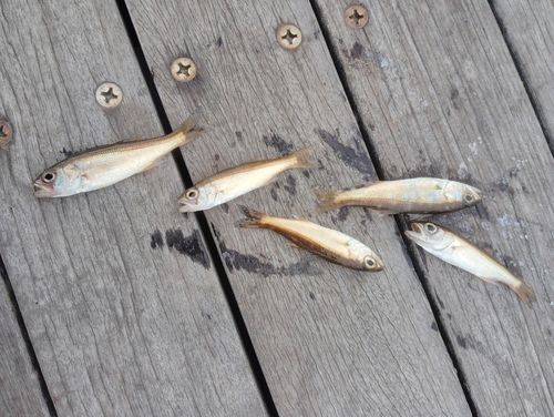 ムツの釣果