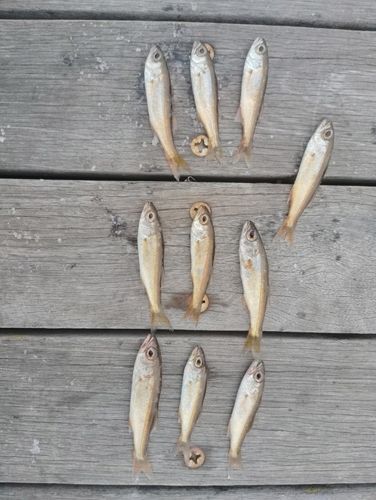 ムツの釣果