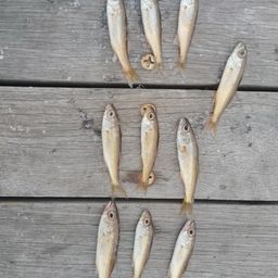 ムツ