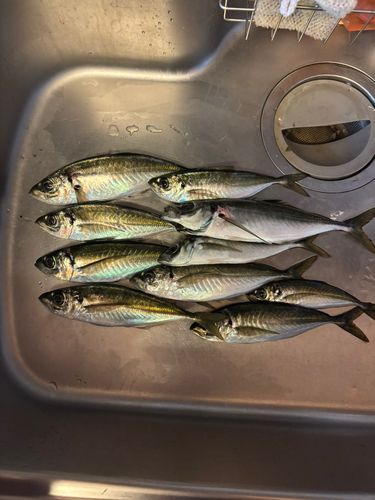 アジの釣果
