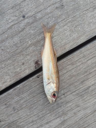 ムツの釣果