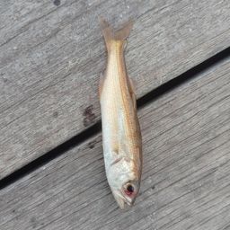 ムツ
