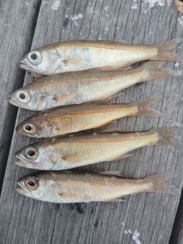 ムツの釣果