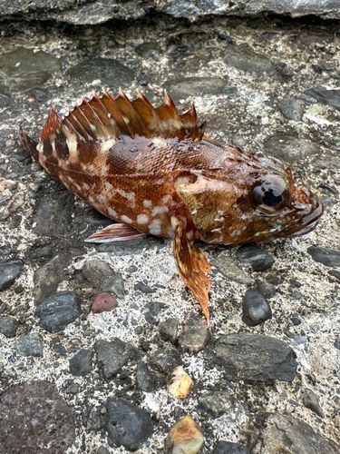 カサゴの釣果