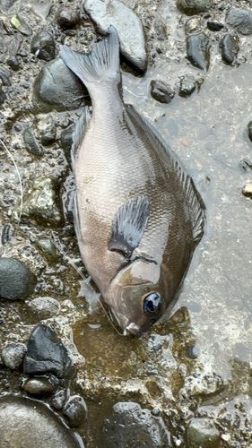 メジナの釣果