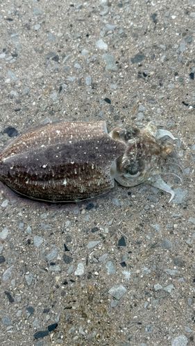 コウイカの釣果