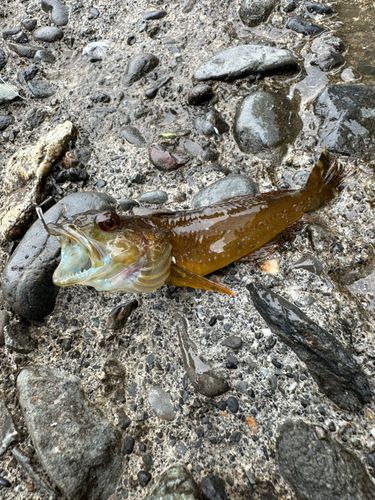 アナハゼの釣果