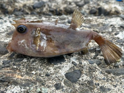 ウミスズメの釣果