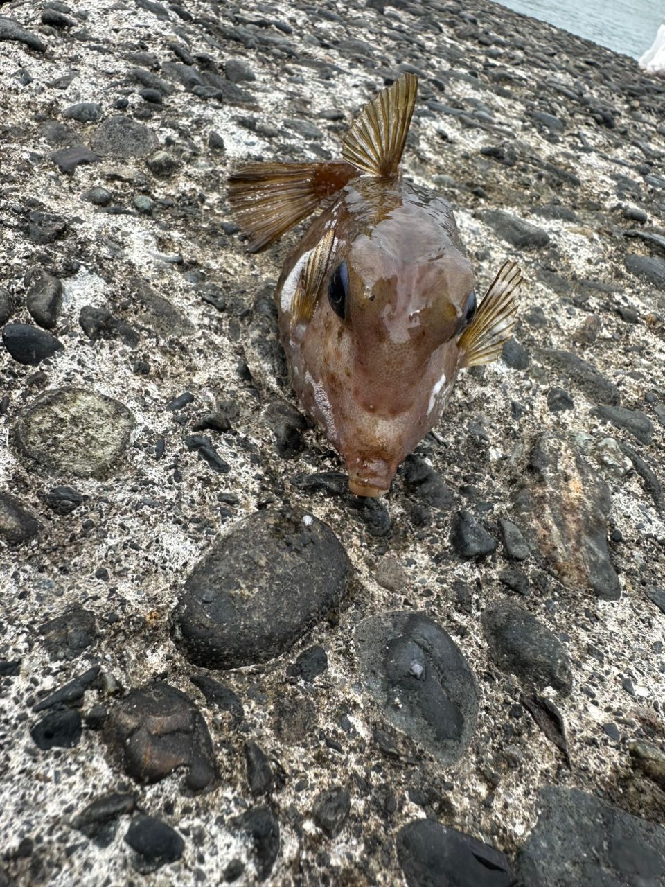 ウミスズメ