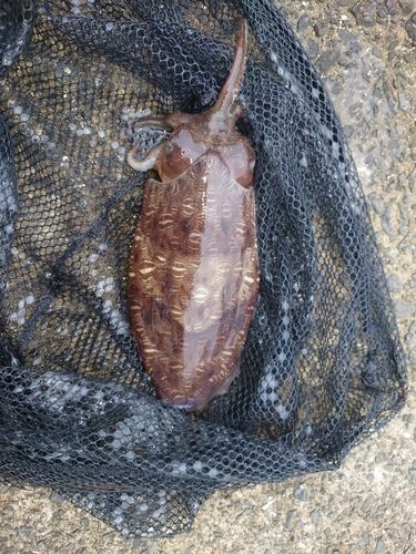 コウイカの釣果