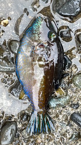 キタマクラの釣果