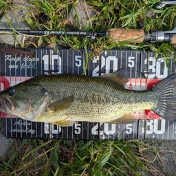 ラージマウスバス