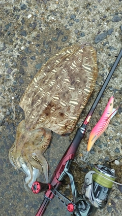 コウイカの釣果