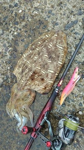コウイカの釣果