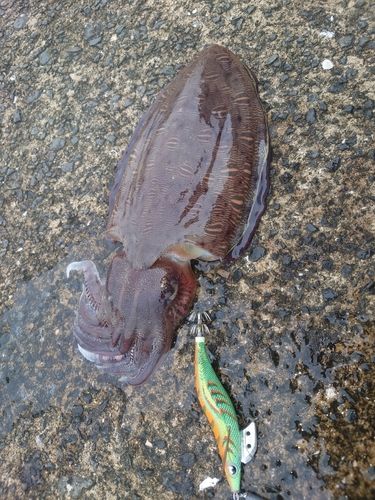 コウイカの釣果