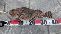 トゲカジカの釣果