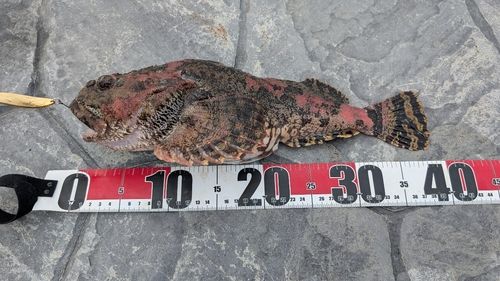 トゲカジカの釣果