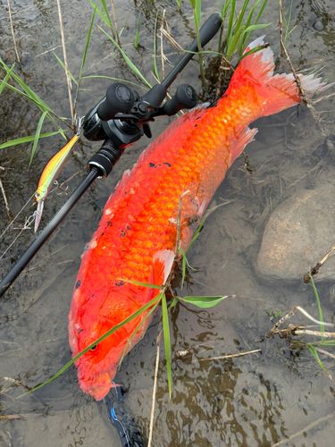 コイの釣果