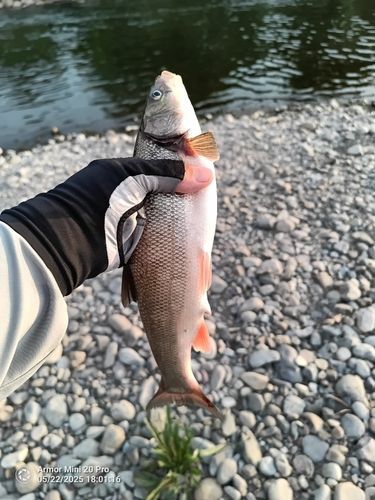 ウグイの釣果