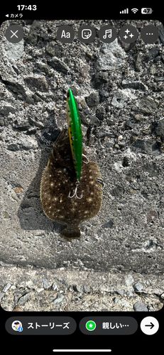 ソゲの釣果