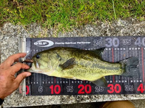ラージマウスバスの釣果