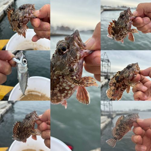 カサゴの釣果