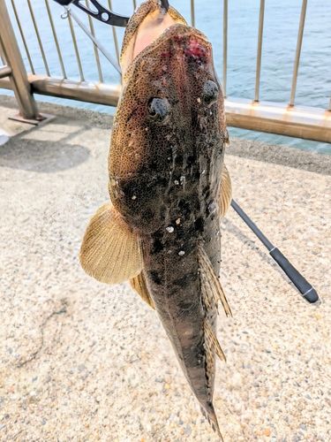 マゴチ